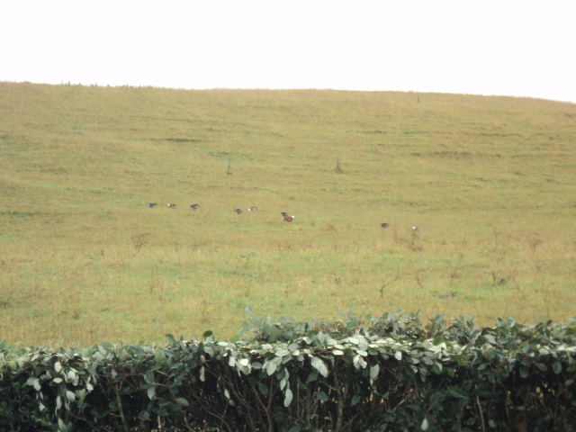 Name:  picture 3061.jpg
Views: 500
Size:  164.8 KB