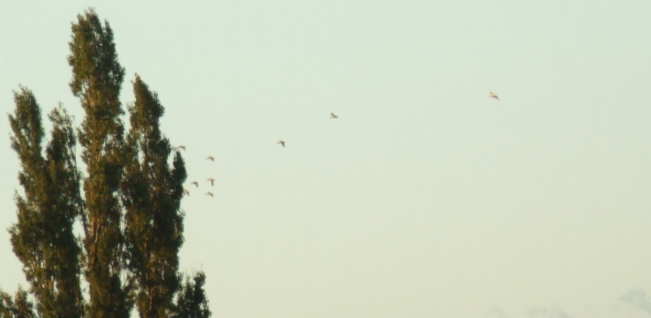 Name:  7.jpg
Views: 285
Size:  136.4 KB