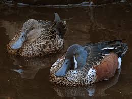 Name:  bluewing.jpg
Views: 497
Size:  7.9 KB