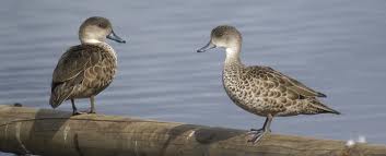 Name:  teal.jpg
Views: 552
Size:  5.9 KB
