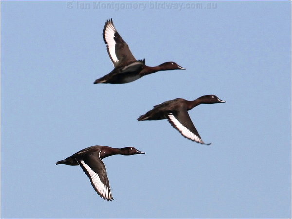 Name:  hardhead flying.jpg
Views: 1253
Size:  32.5 KB