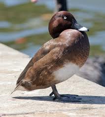 Name:  hardhead sitting.jpg
Views: 568
Size:  7.7 KB