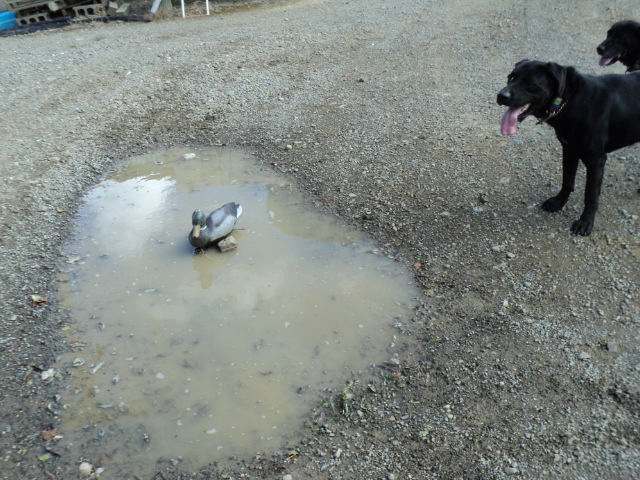 Name:  picture 3288.jpg
Views: 452
Size:  162.8 KB