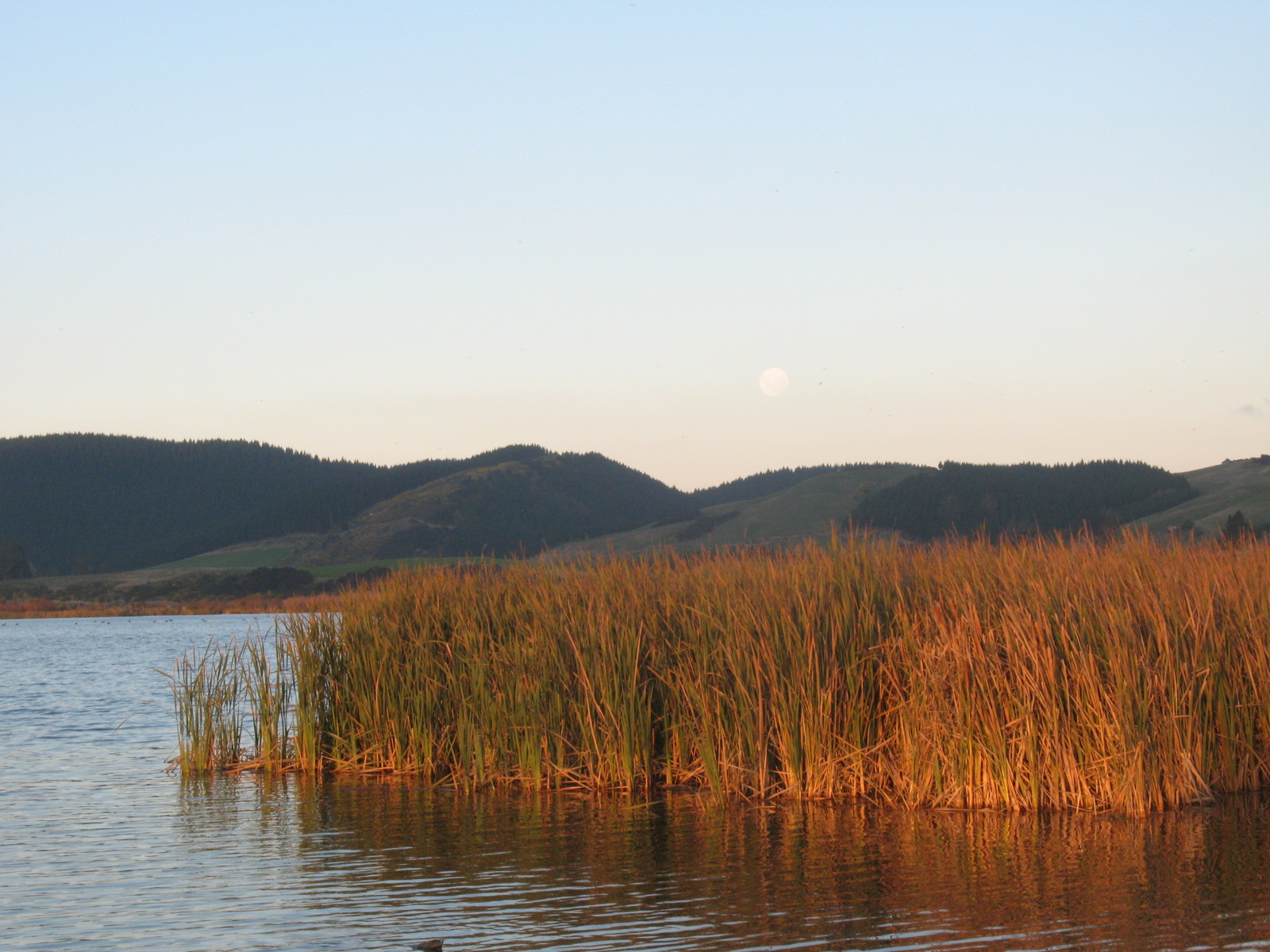 Name:  opening weekend lake waihola 2012 (11).JPG
Views: 388
Size:  504.0 KB