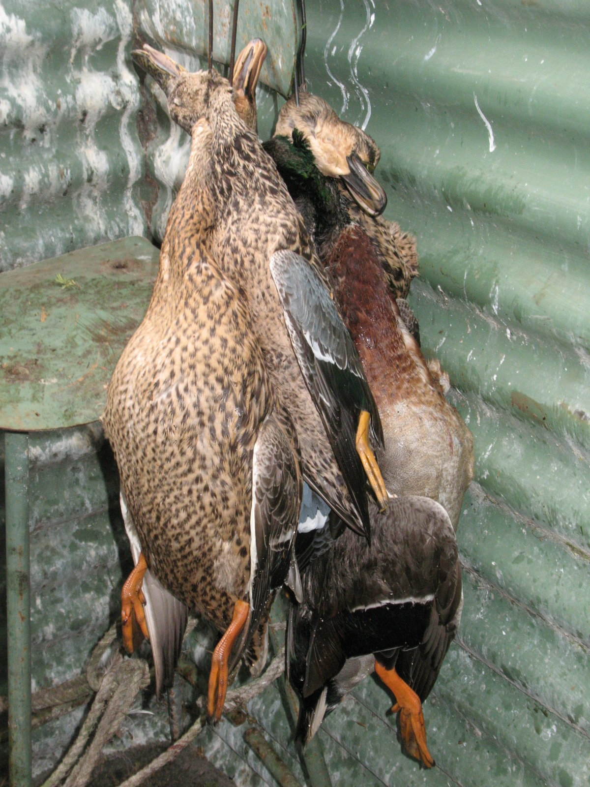 Name:  IMG_0939.JPG
Views: 284
Size:  727.1 KB