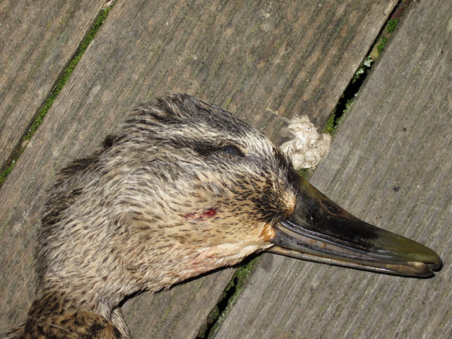 Name:  MallardHenreferencepics1.jpg
Views: 253
Size:  151.0 KB