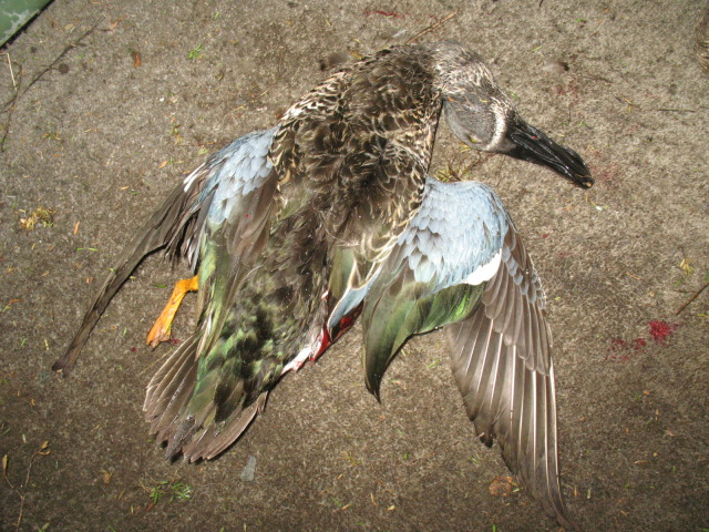 Name:  IMG_0933.jpg
Views: 230
Size:  157.3 KB