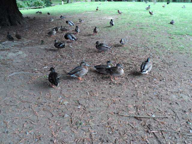 Name:  picture 3593.jpg
Views: 372
Size:  164.7 KB