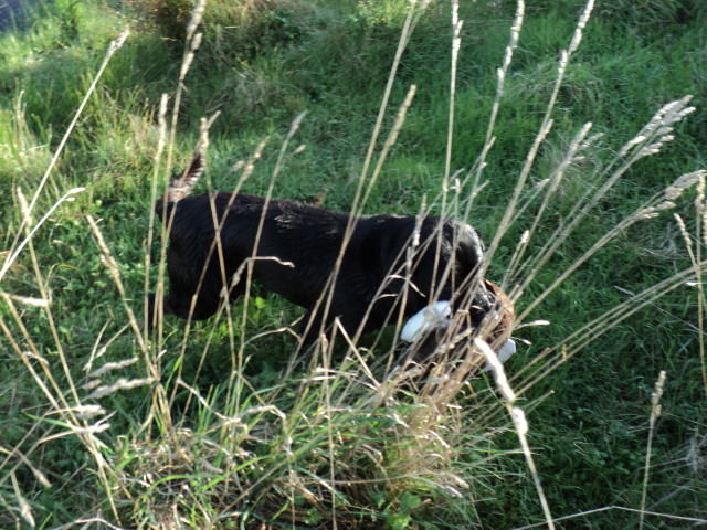 Name:  picture 3637.jpg
Views: 277
Size:  163.2 KB