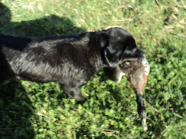 Name:  picture 3648.jpg
Views: 385
Size:  165.2 KB