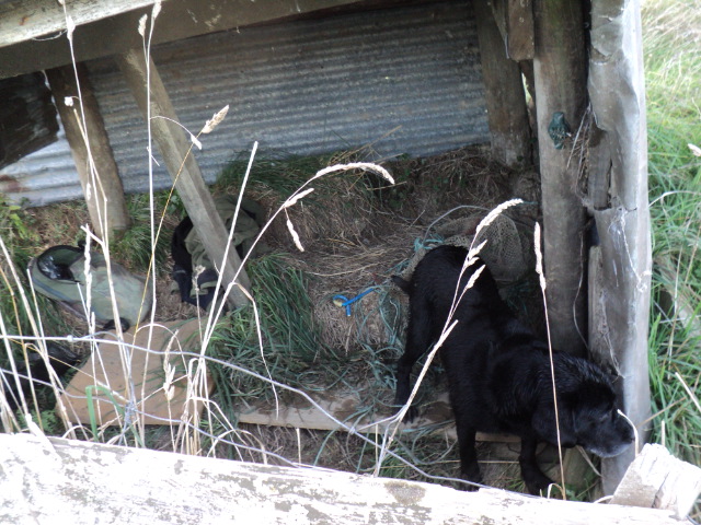 Name:  picture 3654.jpg
Views: 366
Size:  165.2 KB