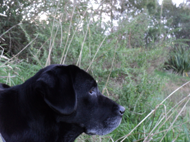 Name:  picture 3669.jpg
Views: 251
Size:  163.1 KB