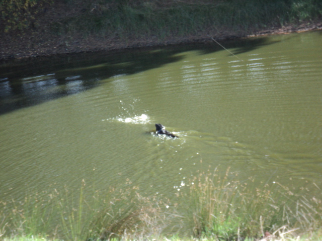 Name:  picture 3700.jpg
Views: 328
Size:  164.8 KB