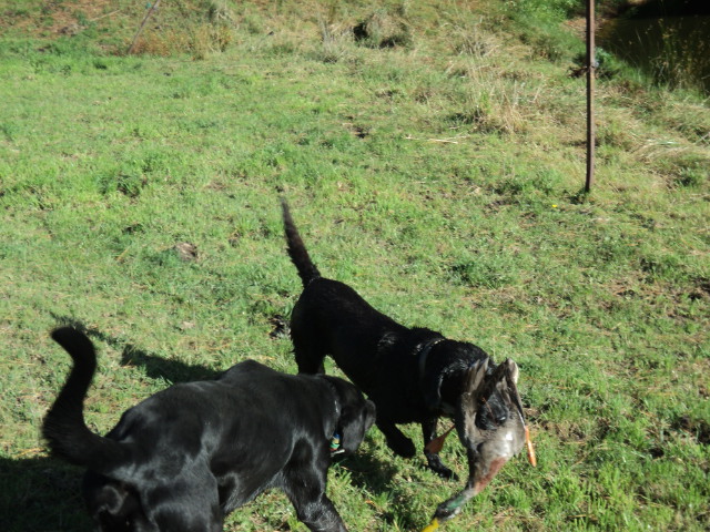 Name:  picture 3703.jpg
Views: 315
Size:  163.3 KB