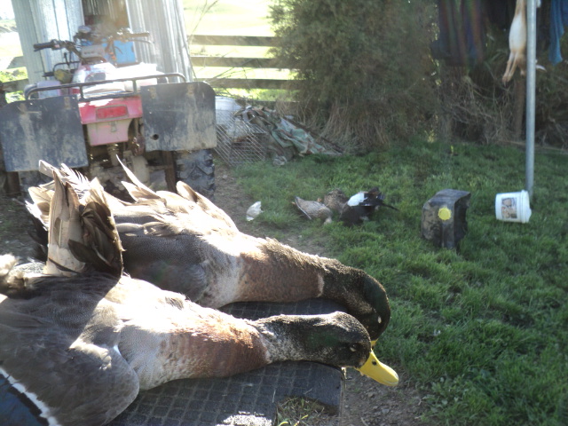 Name:  picture 3704.jpg
Views: 314
Size:  163.3 KB