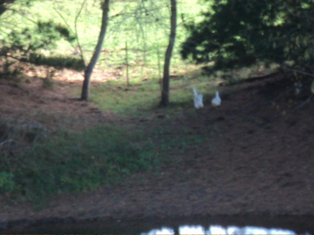 Name:  picture 3706.jpg
Views: 273
Size:  165.2 KB