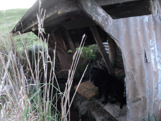 Name:  picture 3734.jpg
Views: 281
Size:  164.1 KB