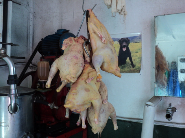 Name:  picture 3719.jpg
Views: 279
Size:  164.7 KB
