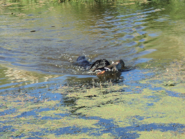 Name:  picture 3763.jpg
Views: 304
Size:  164.1 KB