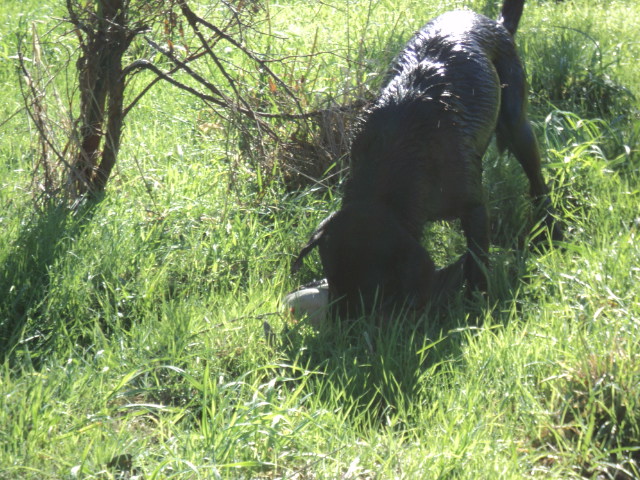Name:  picture 3773.jpg
Views: 303
Size:  164.6 KB