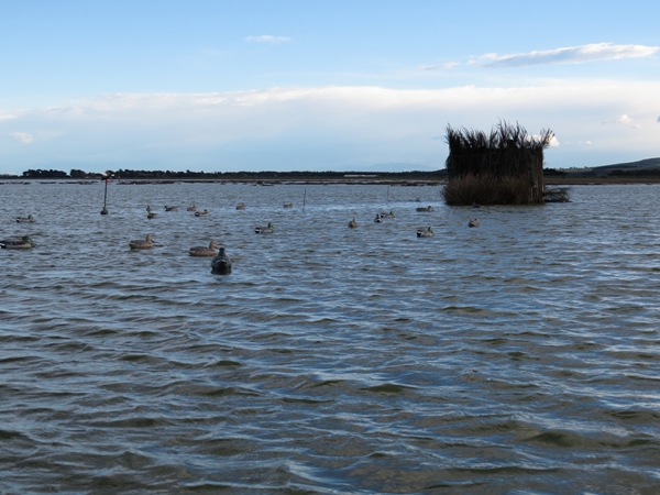 Name:  Maimai Ellesmere.jpg
Views: 426
Size:  217.4 KB