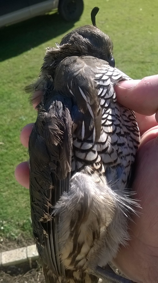 Name:  quail 1.jpg
Views: 405
Size:  241.6 KB