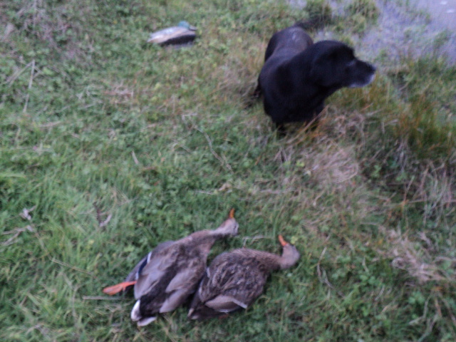 Name:  picture 3859.jpg
Views: 257
Size:  163.8 KB
