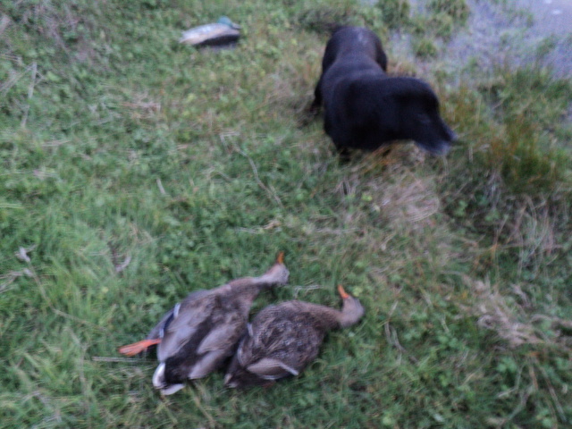 Name:  picture 3860.jpg
Views: 223
Size:  163.1 KB