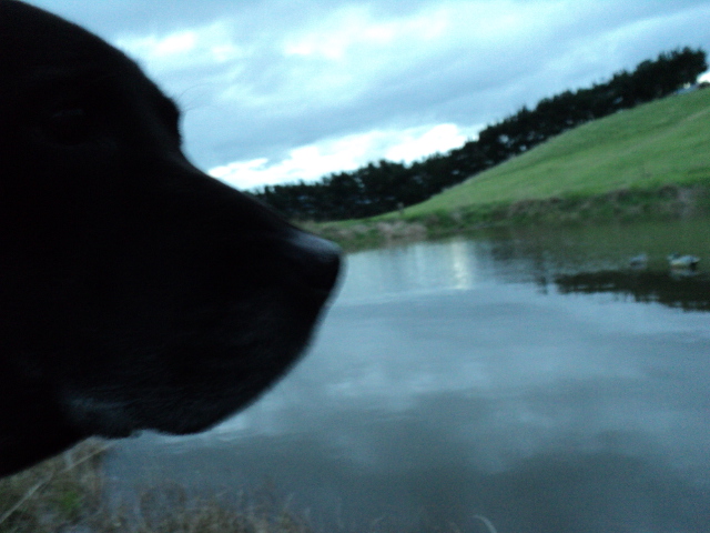 Name:  picture 3938.jpg
Views: 355
Size:  165.0 KB