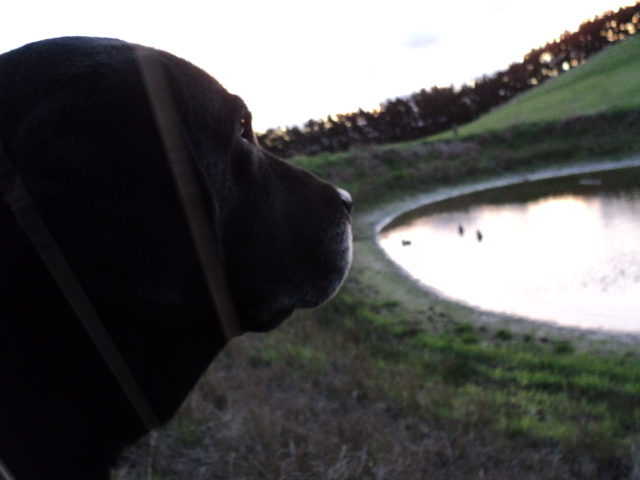 Name:  picture 3778.jpg
Views: 447
Size:  165.1 KB