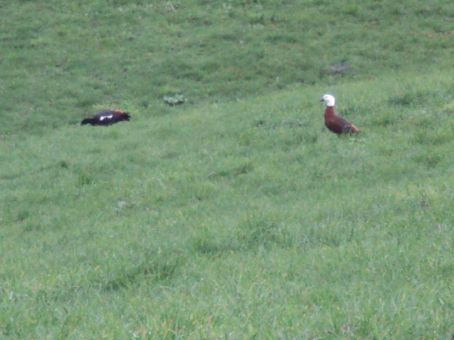 Name:  picture 4198.jpg
Views: 190
Size:  164.9 KB