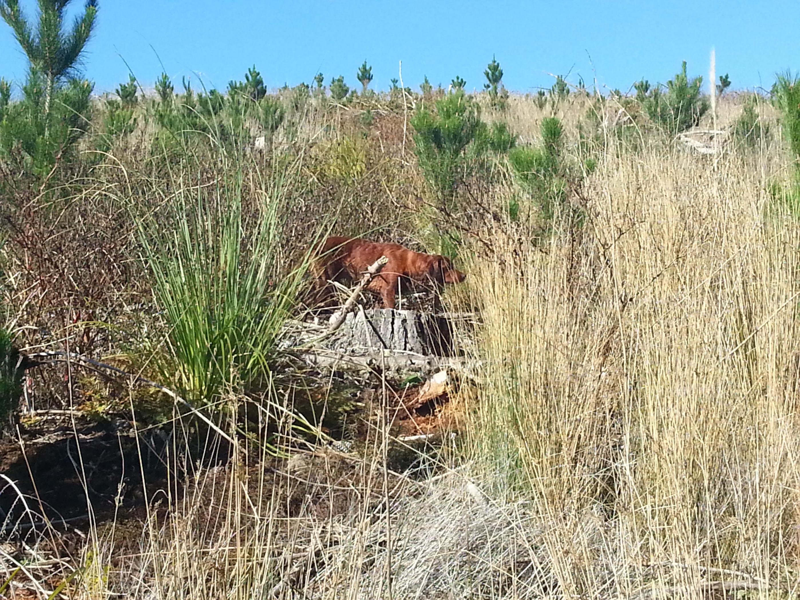 Name:  9-8-2014 On Point 5 quail.jpg
Views: 425
Size:  1.05 MB