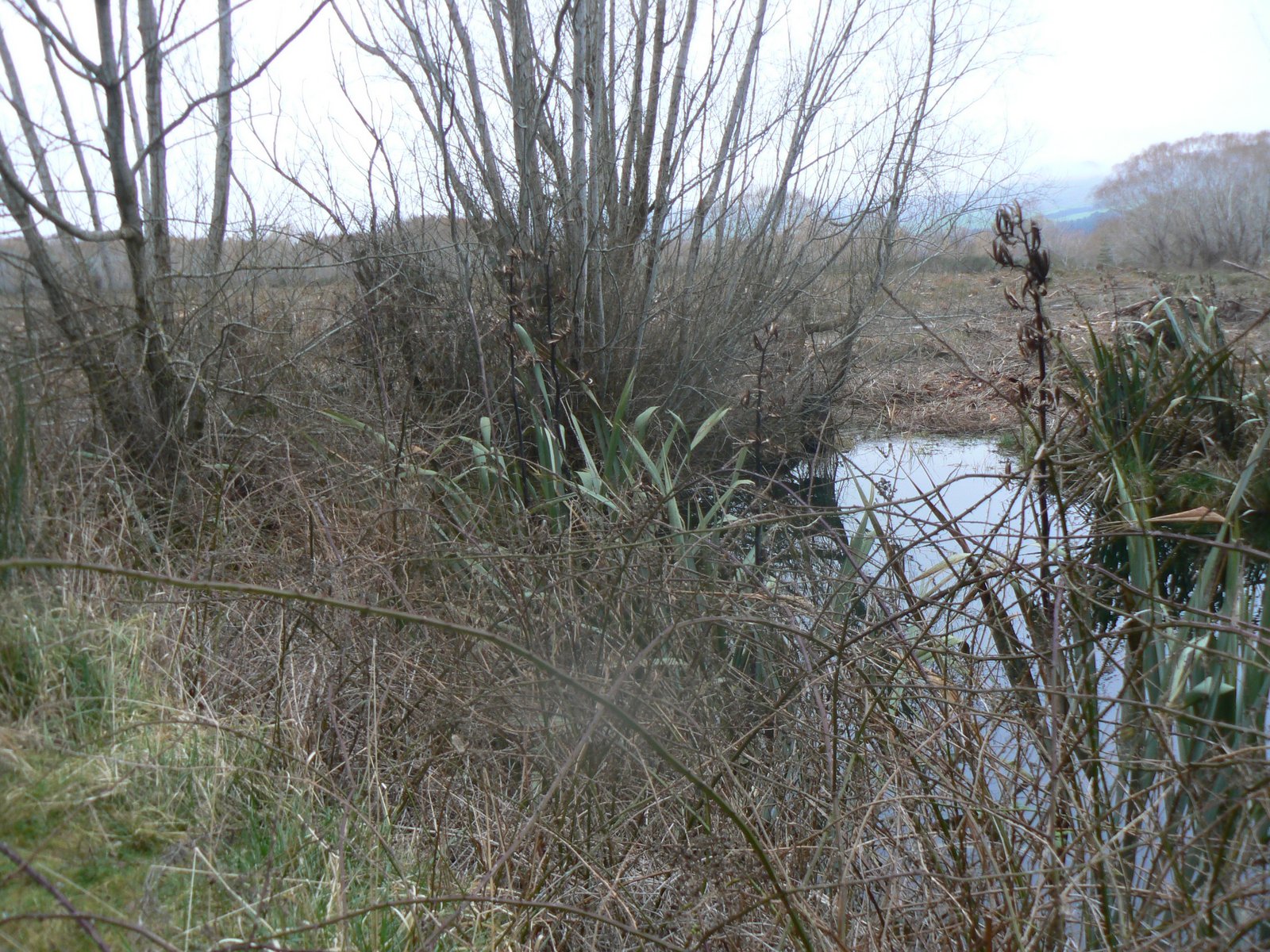 Name:  P1020236.JPG
Views: 208
Size:  556.1 KB