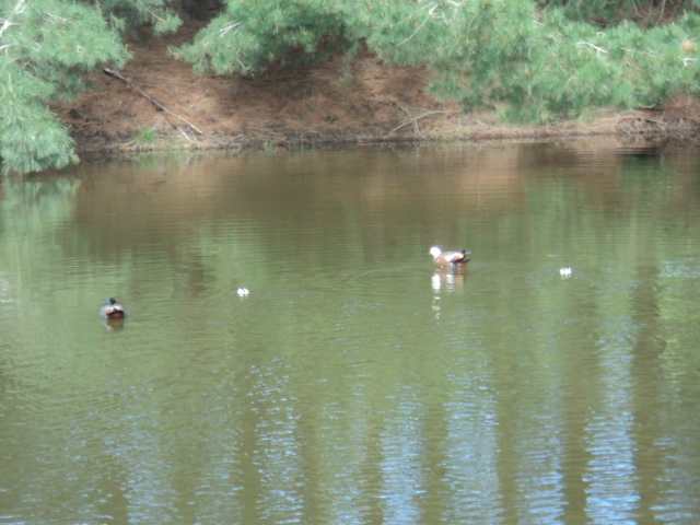 Name:  picture 4454.jpg
Views: 209
Size:  164.3 KB