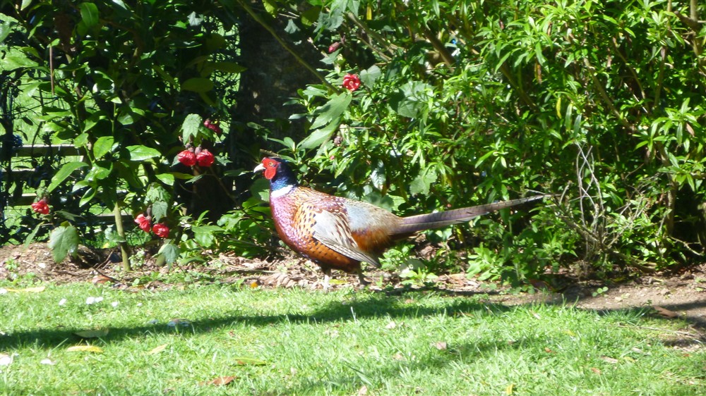 Name:  rooster.jpg
Views: 357
Size:  264.8 KB