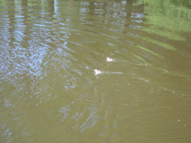 Name:  picture 4453.jpg
Views: 225
Size:  165.0 KB