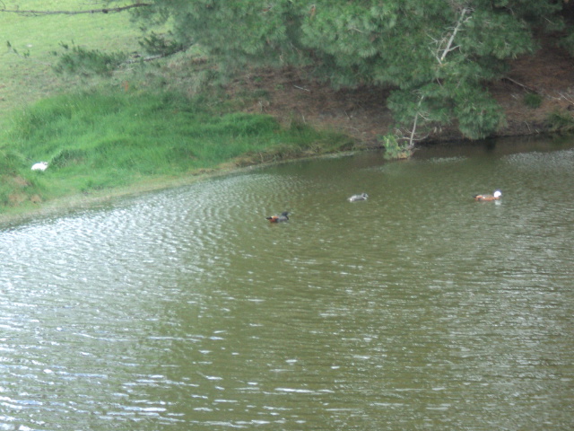 Name:  picture 4707.jpg
Views: 204
Size:  163.5 KB