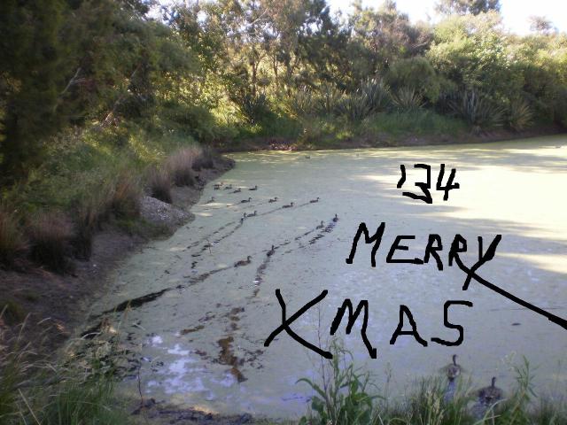 Name:  PB300517xmas.jpg
Views: 147
Size:  64.7 KB