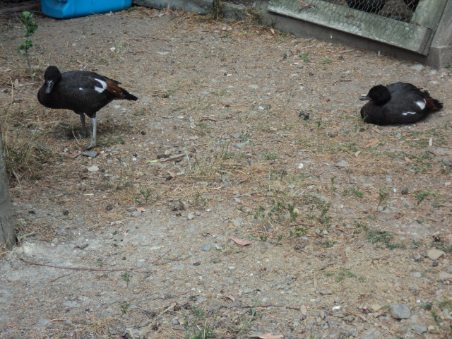 Name:  picture 5014.jpg
Views: 221
Size:  164.5 KB