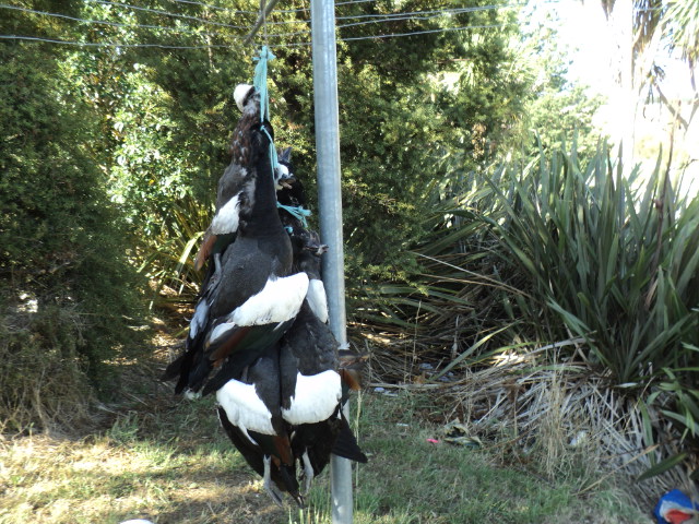Name:  picture 5152.jpg
Views: 245
Size:  164.0 KB