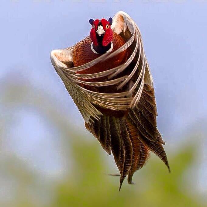 Name:  cockbird.jpg
Views: 185
Size:  42.8 KB