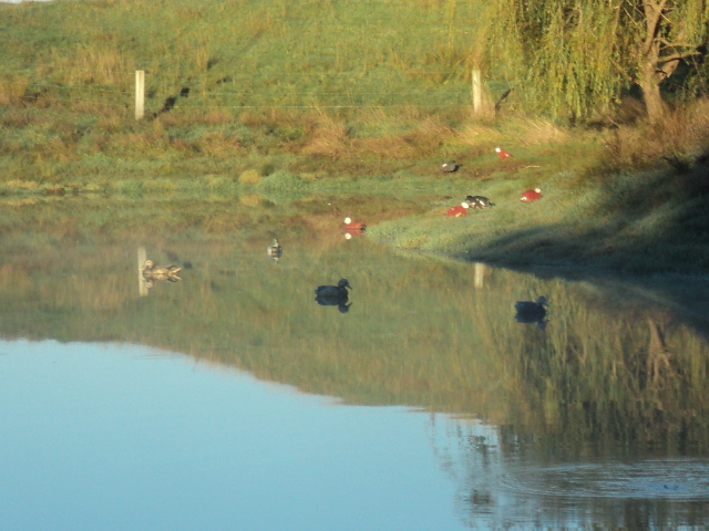 Name:  picture 5695.jpg
Views: 270
Size:  164.5 KB
