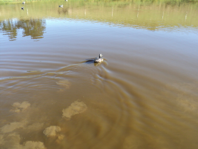 Name:  picture 5698.jpg
Views: 305
Size:  157.5 KB