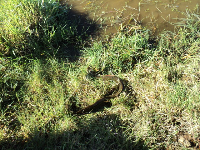 Name:  picture 5701.jpg
Views: 270
Size:  165.1 KB