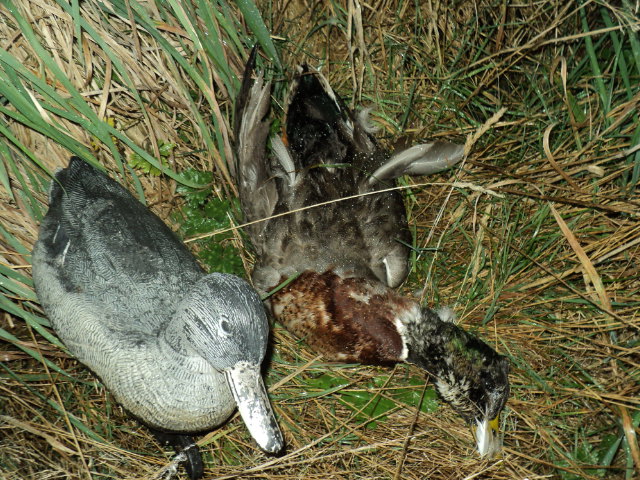 Name:  picture 5795.jpg
Views: 467
Size:  164.0 KB