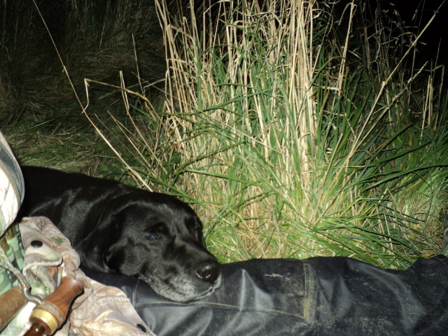 Name:  picture 5805.jpg
Views: 344
Size:  164.2 KB