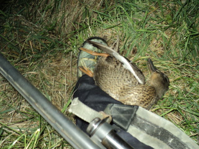 Name:  picture 5889.jpg
Views: 303
Size:  164.9 KB