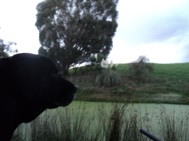 Name:  picture 5958.jpg
Views: 445
Size:  161.3 KB