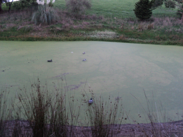 Name:  picture 5959.jpg
Views: 419
Size:  159.4 KB