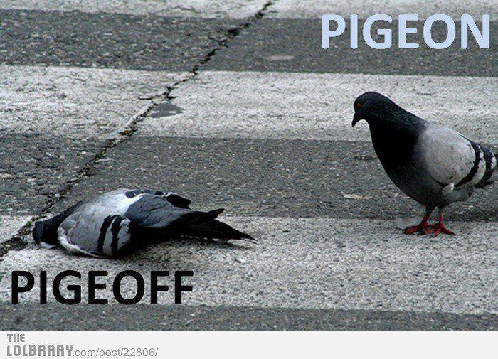 Name:  pigeon2.jpg
Views: 189
Size:  84.7 KB